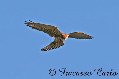 Gheppio, Contrada Feudo (CB) 2008