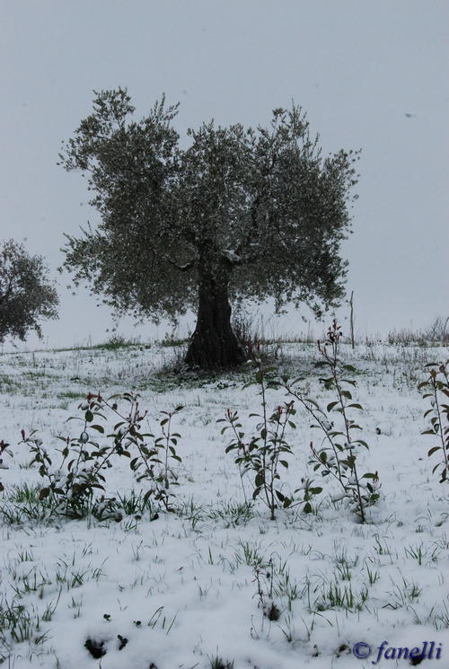 Clicca e ingrandisci la foto